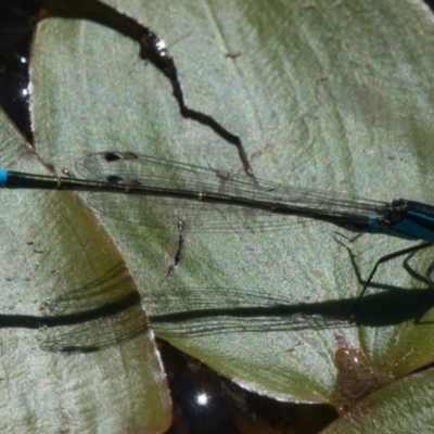 Ischnura heterosticta (Common Bluetail Damselfly) at Goorooyarroo NR (ACT) - 10 Mar 2017 by CedricBear