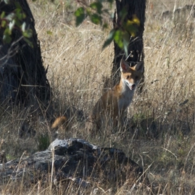 Vulpes vulpes (Red Fox) at Goorooyarroo NR (ACT) - 10 Mar 2017 by CedricBear