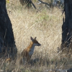 Vulpes vulpes at Goorooyarroo NR (ACT) - 10 Mar 2017 10:08 AM