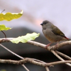 Neochmia temporalis (Red-browed Finch) at Kalaru, NSW - 17 Dec 2016 by MichaelMcMaster