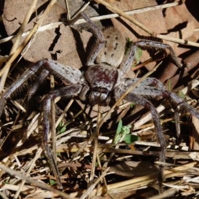 Isopeda sp. (genus) (Huntsman Spider) at Goorooyarroo NR (ACT) - 10 Mar 2017 by CedricBear