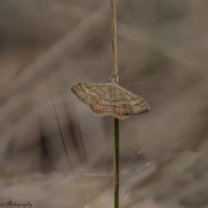 Scopula rubraria at Majura, ACT - 9 Mar 2017