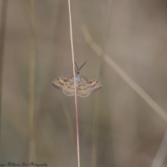 Scopula rubraria at Majura, ACT - 9 Mar 2017