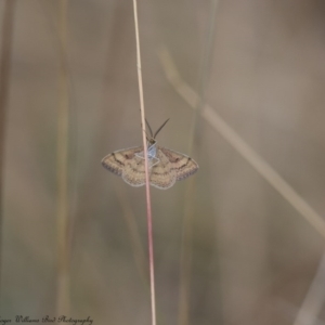 Scopula rubraria at Majura, ACT - 9 Mar 2017