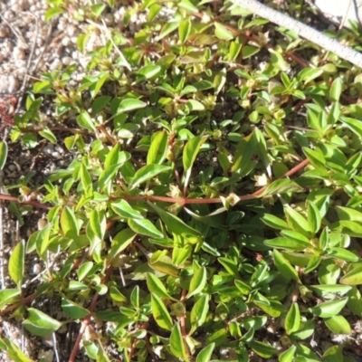 Ludwigia palustris (Marsh Purslane) at Greenway, ACT - 22 Feb 2017 by michaelb