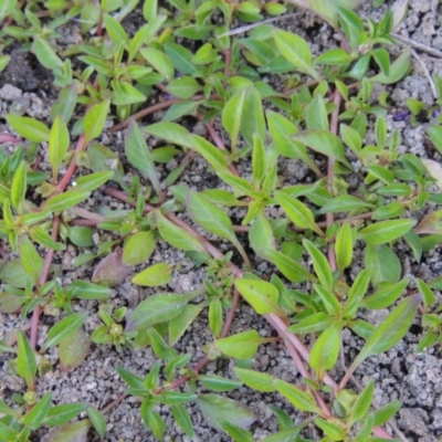 Ludwigia palustris (Marsh Purslane) at Paddys River, ACT - 26 Feb 2017 by MichaelBedingfield