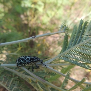 Chrysolopus spectabilis at Paddys River, ACT - 26 Feb 2017 06:16 PM