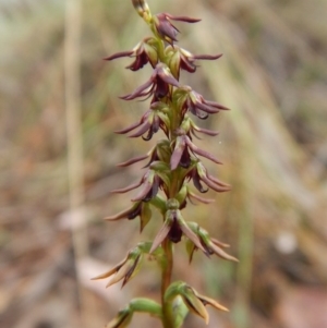 Corunastylis clivicola at Aranda, ACT - 11 Mar 2017