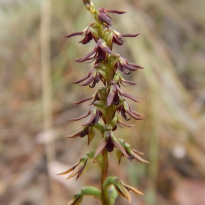 Corunastylis clivicola (Rufous midge orchid) at Aranda, ACT - 10 Mar 2017 by CathB