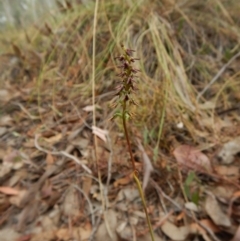 Corunastylis clivicola at Aranda, ACT - suppressed