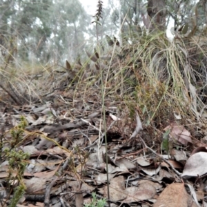 Corunastylis clivicola at Aranda, ACT - suppressed