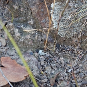 Corunastylis cornuta at Aranda, ACT - 11 Mar 2017