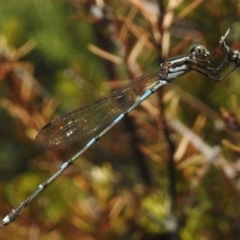 Austrolestes leda (Wandering Ringtail) at Wanniassa, ACT - 11 Mar 2017 by JohnBundock