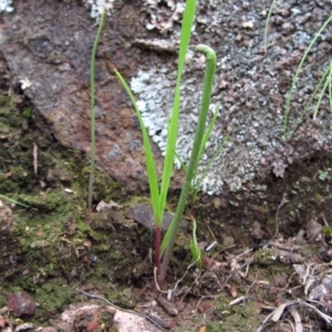 Corunastylis cornuta at Aranda, ACT - suppressed