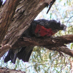 Callocephalon fimbriatum (Gang-gang Cockatoo) at Kambah, ACT - 11 Mar 2017 by MatthewFrawley