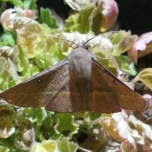 Oenochroma vinaria at Richardson, ACT - 11 Mar 2017 09:38 PM