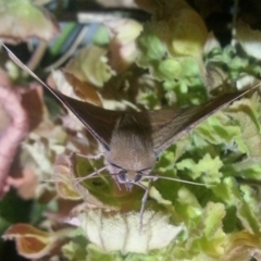 Oenochroma vinaria at Richardson, ACT - 11 Mar 2017 09:38 PM