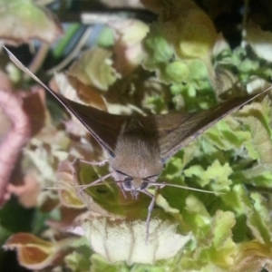 Oenochroma vinaria at Richardson, ACT - 11 Mar 2017