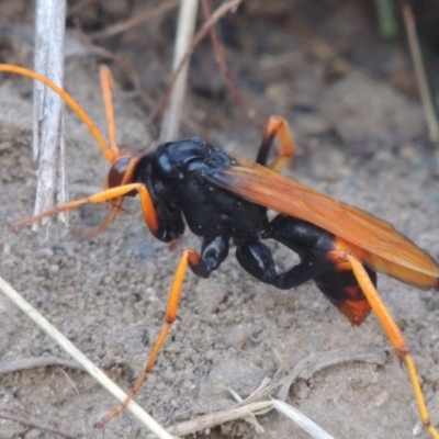 Cryptocheilus bicolor (Orange Spider Wasp) at Paddys River, ACT - 11 Mar 2017 by MichaelBedingfield