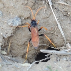 Cryptocheilus bicolor at Paddys River, ACT - 11 Mar 2017 07:03 PM