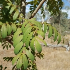 Sorbus domestica (Service Tree) at Symonston, ACT - 11 Mar 2017 by Mike