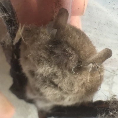 Vespadelus sp. (genus) (A vesper forest bat) at Bungendore, NSW - 12 Mar 2017 by yellowboxwoodland