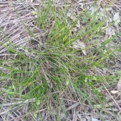 Carex inversa at Garran, ACT - 12 Oct 2016