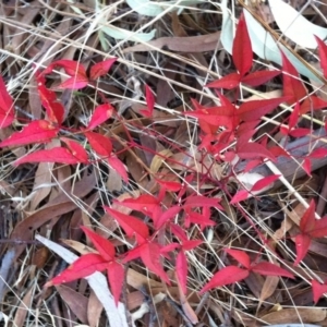 Nandina domestica at Hughes, ACT - 11 Mar 2017 07:21 PM