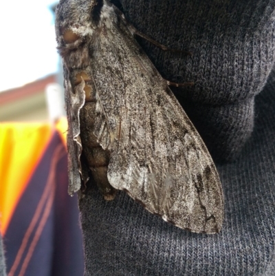 Psilogramma casuarinae (Privet Hawk Moth) at Isabella Plains, ACT - 12 Mar 2017 by Laurie