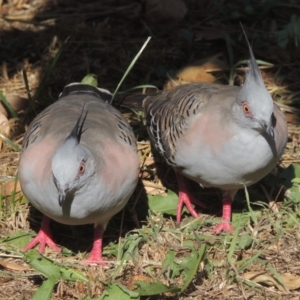 Ocyphaps lophotes at Tharwa, ACT - 18 Feb 2017