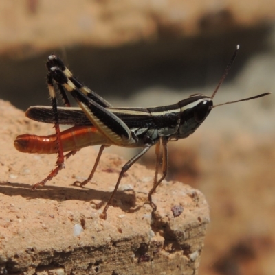 Macrotona australis (Common Macrotona Grasshopper) at Conder, ACT - 17 Feb 2017 by michaelb