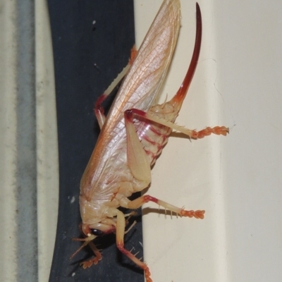 Paragryllacris sp. (genus) (Raspy or Tree cricket) at Pollinator-friendly garden Conder - 17 Feb 2017 by michaelb