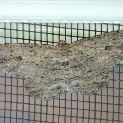 Ectropis bispinaria (Loop-line Bark Moth) at Conder, ACT - 24 Jan 2017 by michaelb