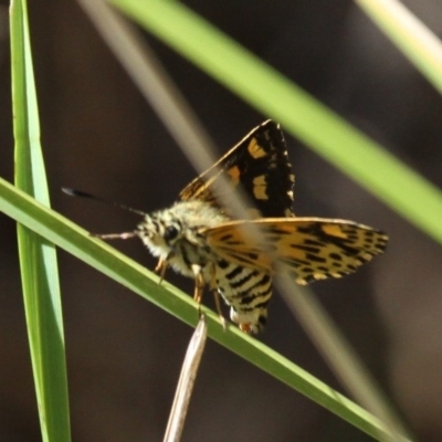 Hesperilla munionga (Alpine Sedge-Skipper) at Rendezvous Creek, ACT - 12 Mar 2017 by HarveyPerkins