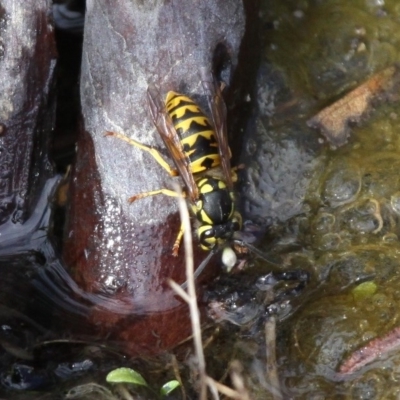 Vespula germanica (European wasp) at Booth, ACT - 11 Mar 2017 by HarveyPerkins