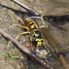 Vespula germanica (European wasp) at Booth, ACT - 12 Mar 2017 by HarveyPerkins