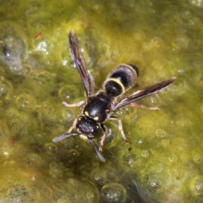 Eumeninae (subfamily) (Unidentified Potter wasp) at Booth, ACT - 12 Mar 2017 by HarveyPerkins