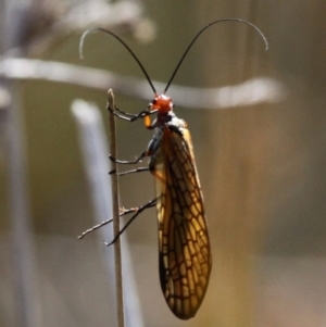 Chorista australis at Booth, ACT - 12 Mar 2017 11:06 AM