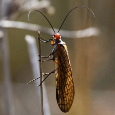 Chorista australis (Autumn scorpion fly) at Booth, ACT - 12 Mar 2017 by HarveyPerkins