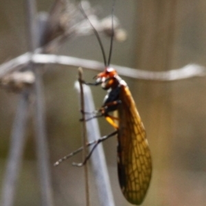 Chorista australis at Booth, ACT - 12 Mar 2017 11:06 AM