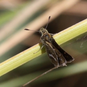 Taractrocera papyria at Booth, ACT - 12 Mar 2017