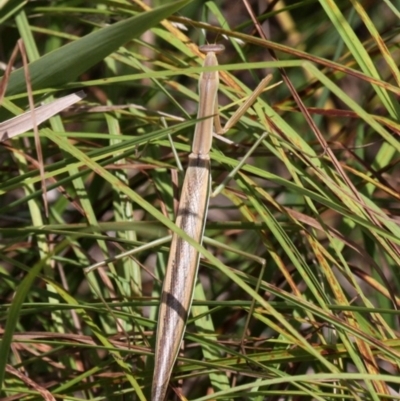 Tenodera australasiae (Purple-winged mantid) at Booth, ACT - 12 Mar 2017 by HarveyPerkins