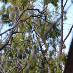 Myiagra rubecula (Leaden Flycatcher) at Mount Majura - 11 Mar 2017 by petersan