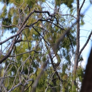 Myiagra rubecula at Canberra Central, ACT - 12 Mar 2017 09:07 AM