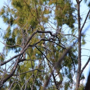 Myiagra rubecula at Canberra Central, ACT - 12 Mar 2017