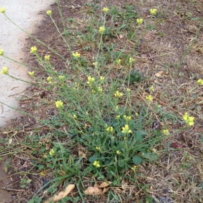 Sisymbrium officinale (Common Hedge Mustard) at Hughes, ACT - 12 Mar 2017 by ruthkerruish