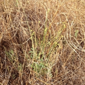 Sisymbrium officinale at Hughes, ACT - 13 Mar 2017