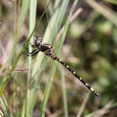 Synthemis eustalacta (Swamp Tigertail) at Booth, ACT - 12 Mar 2017 by HarveyPerkins