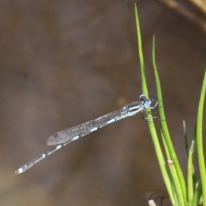 Austrolestes leda at Booth, ACT - 12 Mar 2017