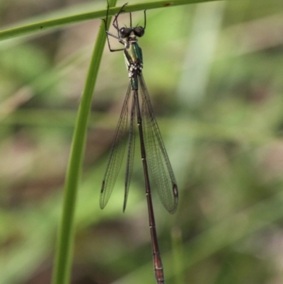 Synlestes weyersii (Bronze Needle) at Booth, ACT - 12 Mar 2017 by HarveyPerkins